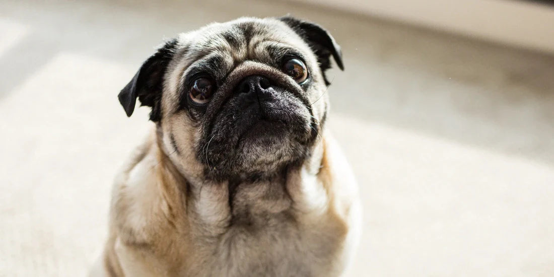 Pug on carpet looking sad