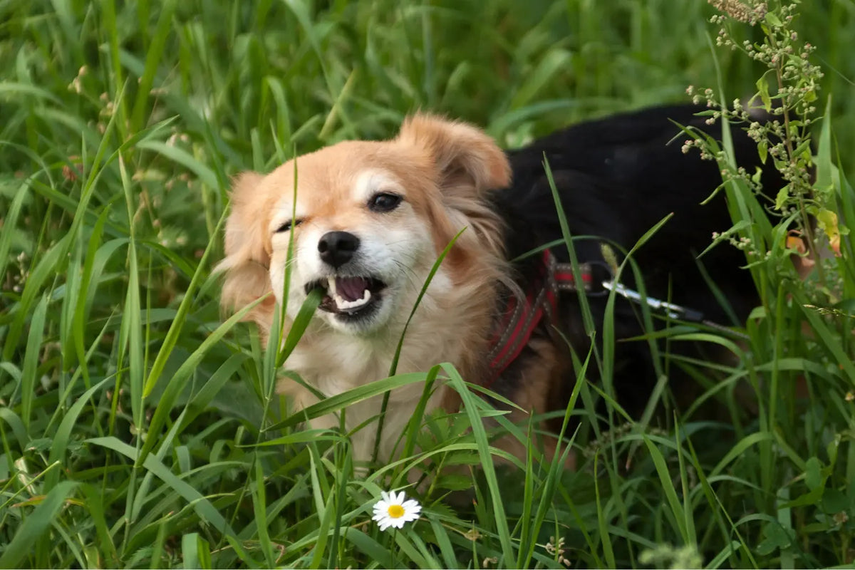 dog eating grass