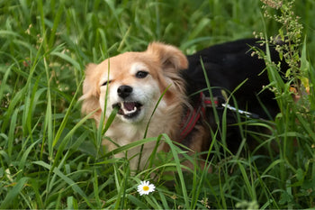 dog eating grass