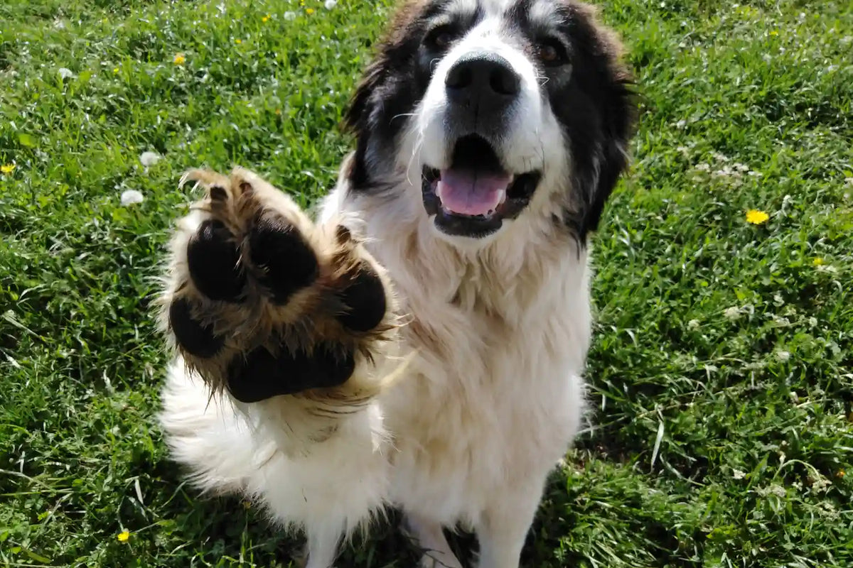 Dog on grass giving paw