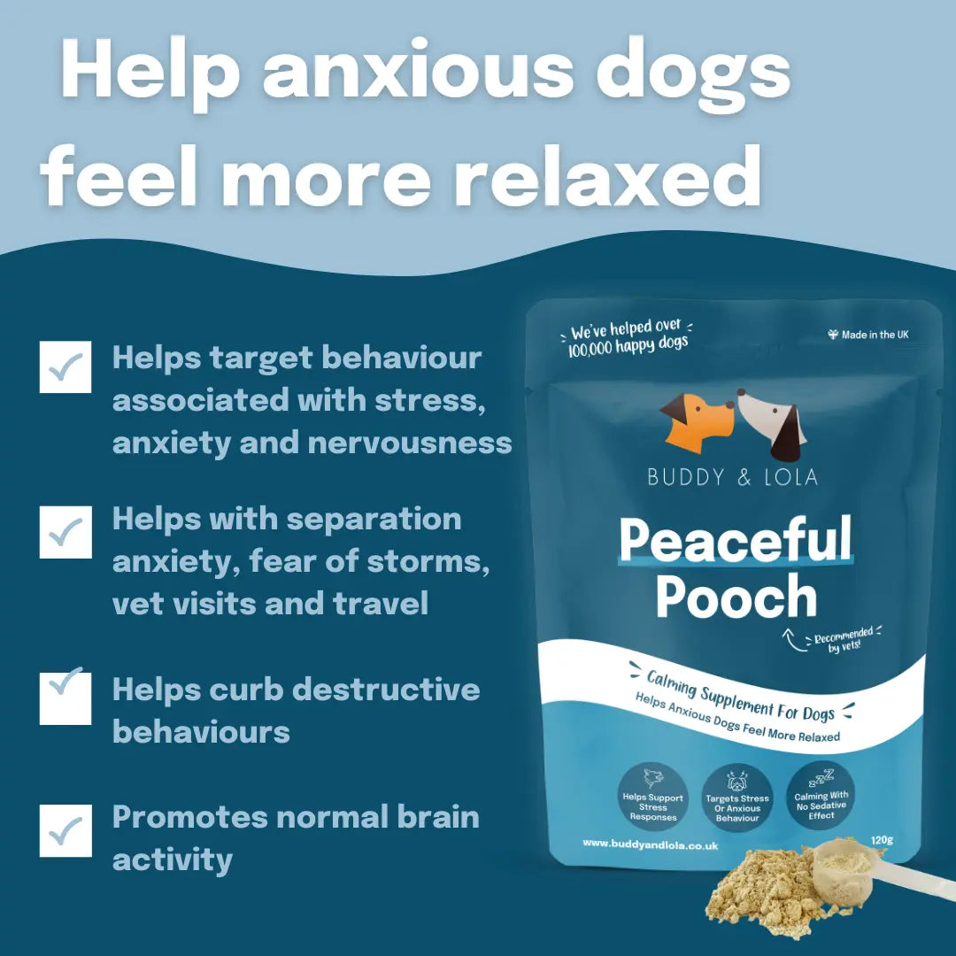 Calming support for dogs
