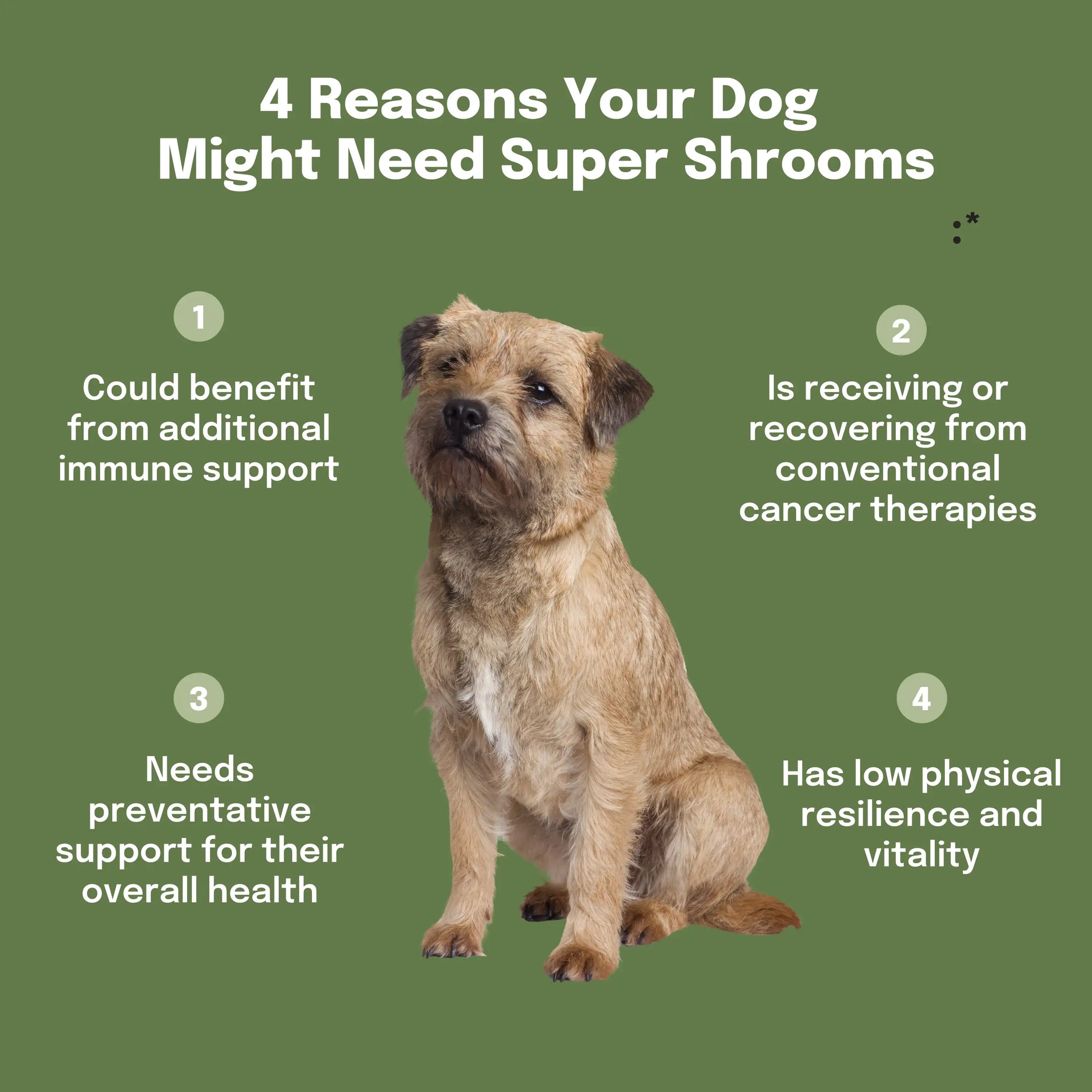 Four reasons your dog might need Super Shrooms mushroom supplement