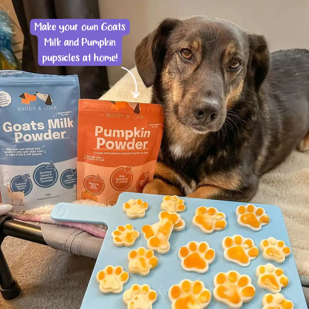 Pumpkin Dog Good Homemade Treats For Dogs No Bake Treats Pumpkin