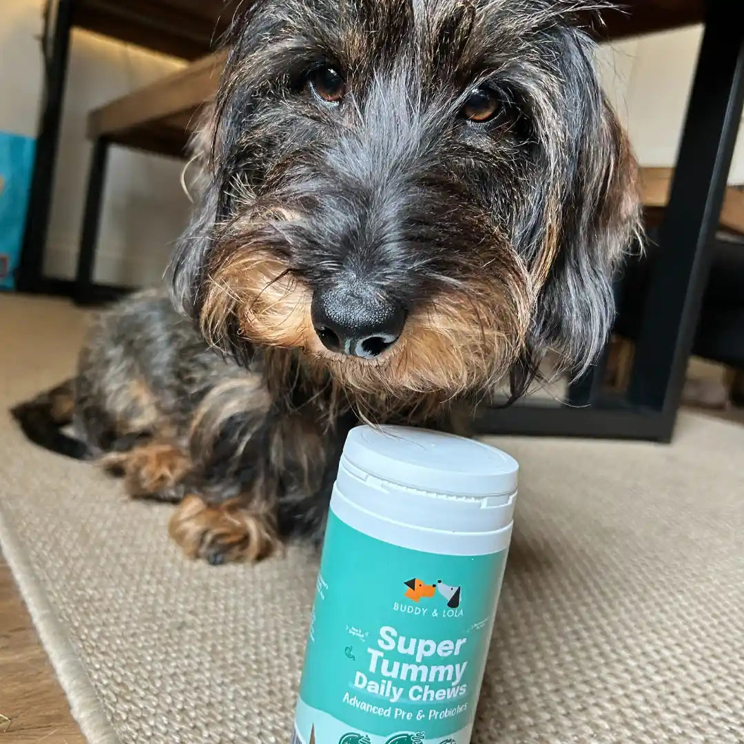 Buddy and hotsell lola happy tummy