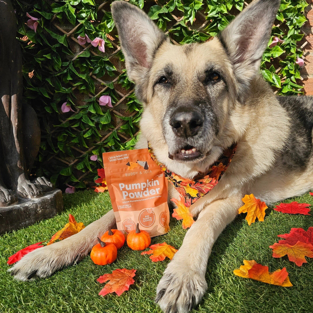 Natural Pumpkin Powder for Dogs Digestive Anal Gland Support