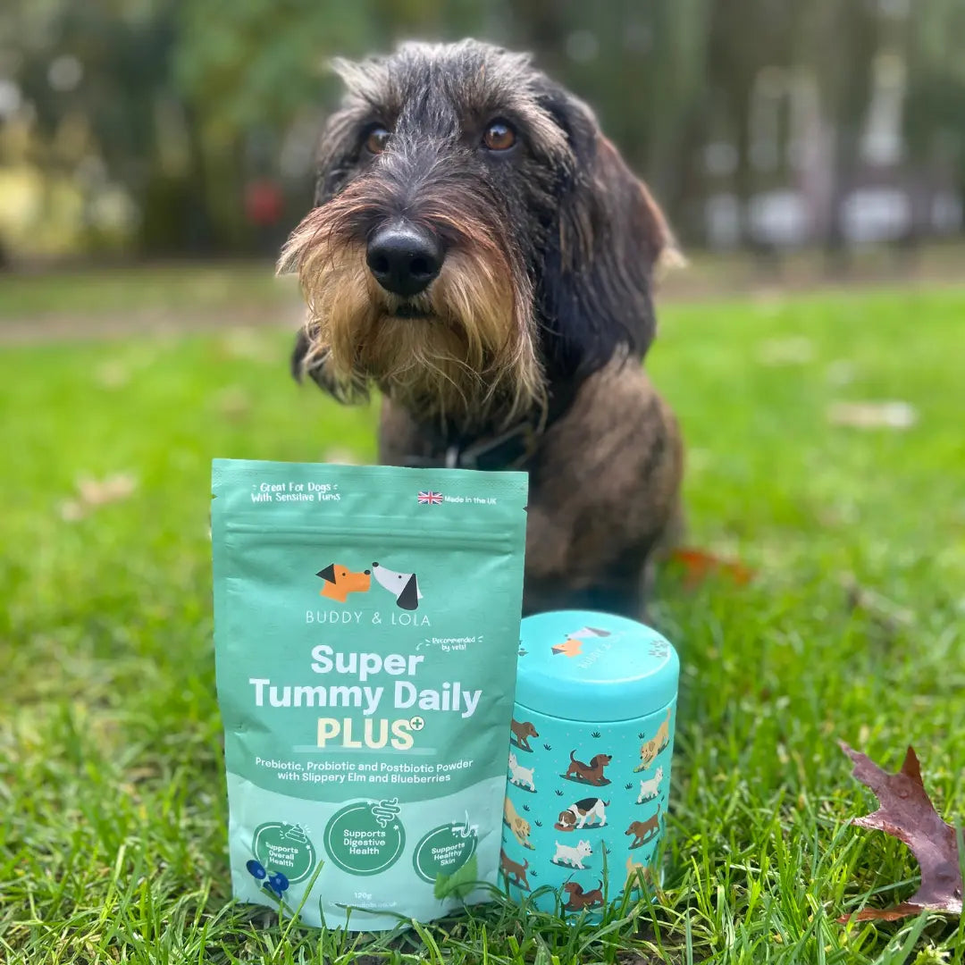 Dog Supplement Storage Tin