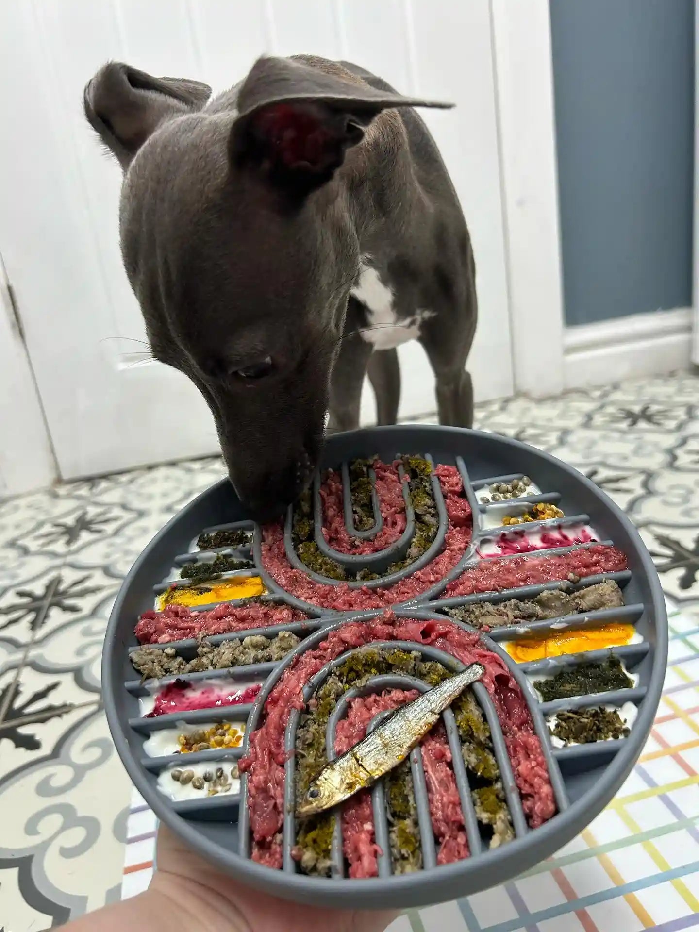 Easy feeder dog bowl clearance
